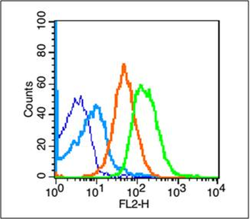 TERT Rabbit Polyclonal Antibody