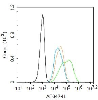 TERT Rabbit Polyclonal Antibody