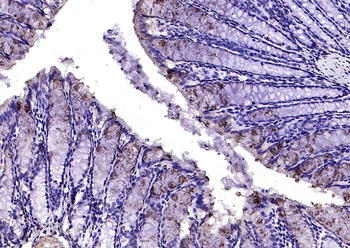 TFF3 Rabbit Polyclonal Antibody