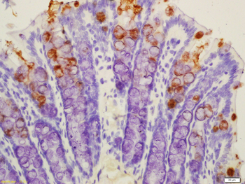 TFF3 Rabbit Polyclonal Antibody