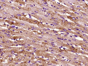 TFPI-2 Rabbit Polyclonal Antibody