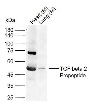TGF beta 2 Propeptide Rabbit Polyclonal Antibody
