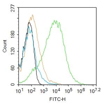 CD90/Thy-1 Rabbit Polyclonal Antibody