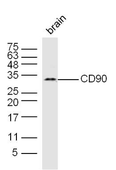 CD90/Thy-1 Rabbit Polyclonal Antibody