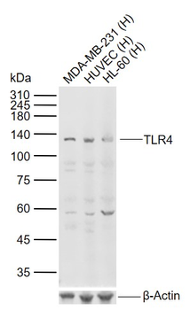 TLR4 Rabbit Polyclonal Antibody