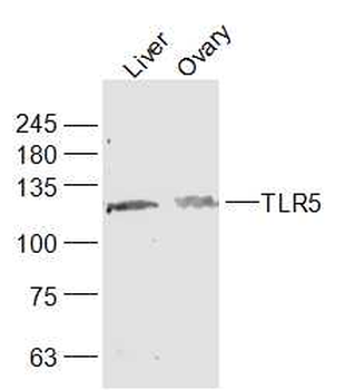 TLR5 Rabbit Polyclonal Antibody