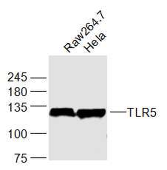 TLR5 Rabbit Polyclonal Antibody