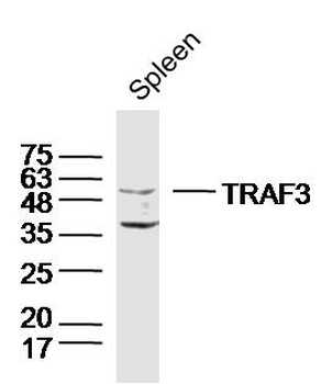 TRAF3 Rabbit Polyclonal Antibody