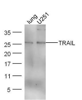 TRAIL Rabbit Polyclonal Antibody