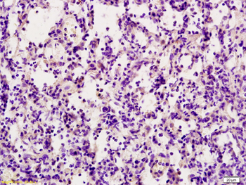 TRAIL Rabbit Polyclonal Antibody