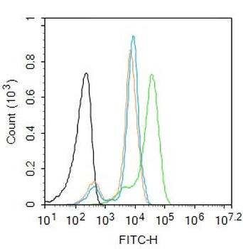 TTR/Prealbumin Rabbit Polyclonal Antibody