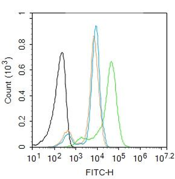 TTR/Prealbumin Rabbit Polyclonal Antibody