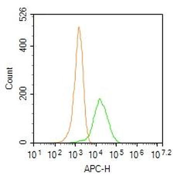 TTR/Prealbumin Rabbit Polyclonal Antibody