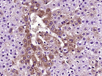 TTR/Prealbumin Rabbit Polyclonal Antibody