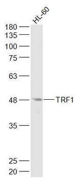 TRF1 Rabbit Polyclonal Antibody