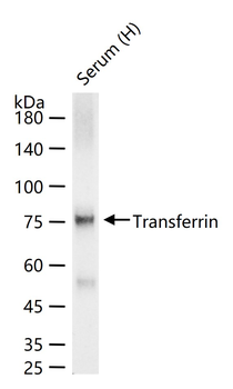 Transferrin Rabbit Polyclonal Antibody