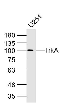TrkA Rabbit Polyclonal Antibody