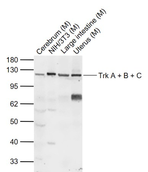 Trk A + B + C Rabbit Polyclonal Antibody