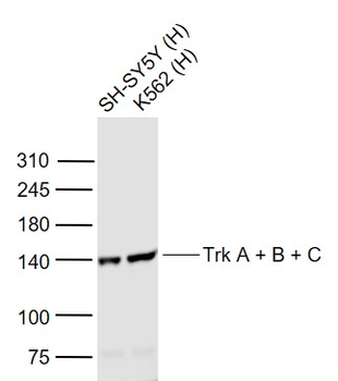 Trk A + B + C Rabbit Polyclonal Antibody