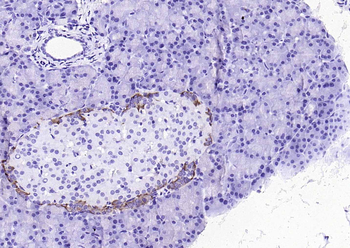 F(ab')₂ Fragment Goat Anti-Mouse IgG H&L, HRP conjugated