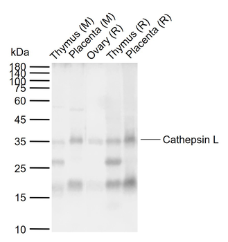 Cathepsin L Rabbit Polyclonal Antibody