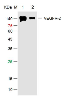 VEGFR2 Rabbit Polyclonal Antibody