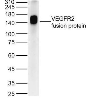 VEGFR2 Rabbit Polyclonal Antibody
