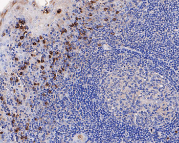 CD63 Recombinant Rabbit Monoclonal Antibody