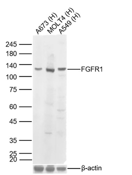 FGFR1 Rabbit Polyclonal Antibody