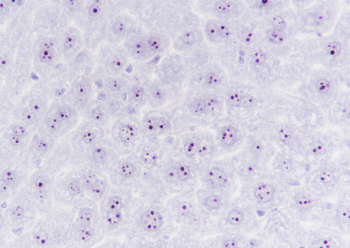Nucleophosmin Recombinant Rabbit Monoclonal Antibody