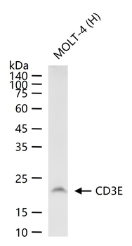 CD3E Recombinant Rabbit Monoclonal Antibody