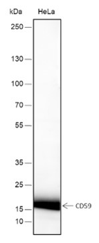 CD59 Recombinant Rabbit Monoclonal Antibody