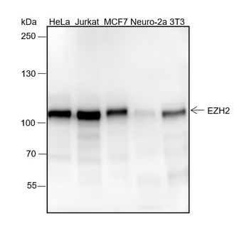 EZH2 Recombinant Rabbit Monoclonal Antibody