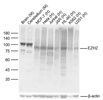 EZH2 Recombinant Rabbit Monoclonal Antibody