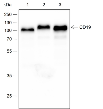 CD19 Recombinant Rabbit Monoclonal Antibody