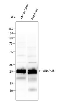 SNAP25 Recombinant Mouse Monoclonal Antibody