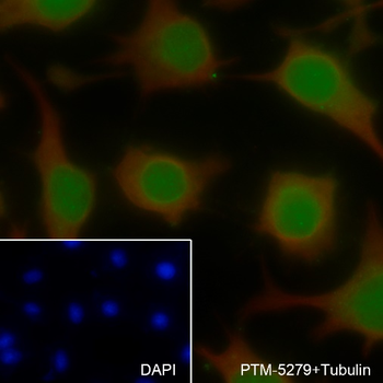 XRCC5/Ku80 Recombinant Rabbit Monoclonal Antibody