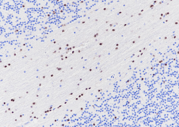 SOX-10 Recombinant Rabbit Monoclonal Antibody