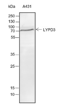 LYPD3 Recombinant Rabbit Monoclonal Antibody