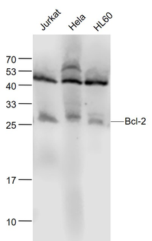 Bcl-2 Mouse Monoclonal Antibody
