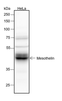 Mesothelin Recombinant Rabbit Monoclonal Antibody