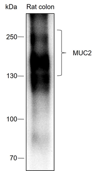MUC2 Recombinant Rabbit Monoclonal Antibody