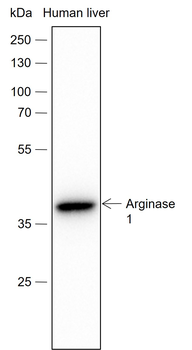 Arginase 1 Recombinant Rabbit Monoclonal Antibody