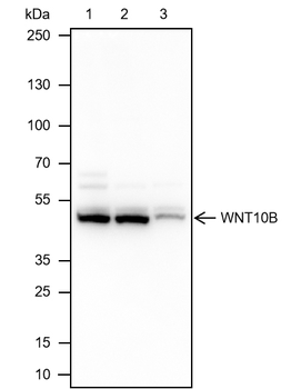 WNT10B Recombinant Mouse Monoclonal Antibody