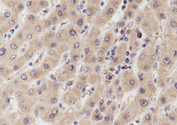 WNT10B Recombinant Mouse Monoclonal Antibody