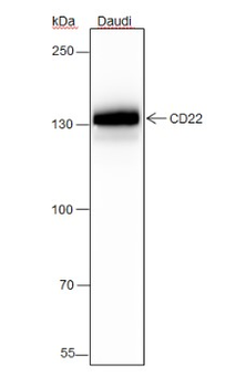 CD22 Recombinant Rabbit Monoclonal Antibody