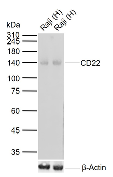 CD22 Recombinant Rabbit Monoclonal Antibody
