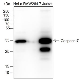 Caspase-7 Recombinant Rabbit Monoclonal Antibody