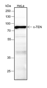 TNS4 Recombinant Rabbit Monoclonal Antibody