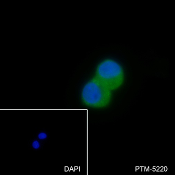 TNS4 Recombinant Rabbit Monoclonal Antibody
